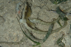 Abdopus aculeatus