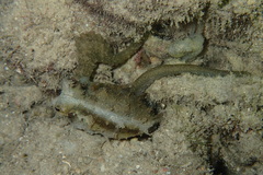 Abdopus aculeatus