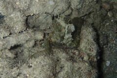 Abdopus aculeatus