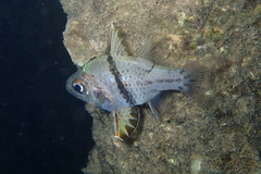 Sphaeramia orbicularis