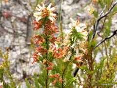 Erica daphniflora
