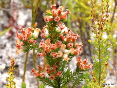 Erica daphniflora