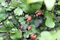 Marchantia foliacea