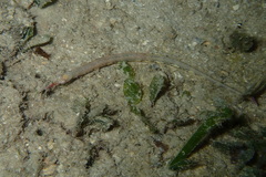 Corythoichthys haematopterus