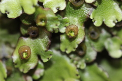 Marchantia foliacea