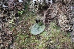 Corybas oblongus