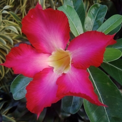 Adenium obesum