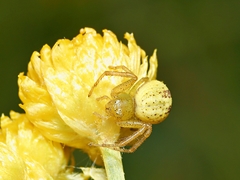 Australomisidia pilula
