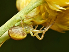 Australomisidia pilula