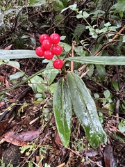 Ardisia crispa