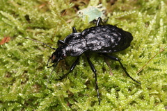 Carabus nodulosus