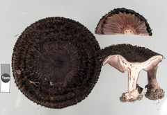 Lepista fibrosissima