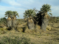 Trithrinax campestris