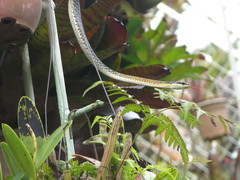 Dendrelaphis striatus