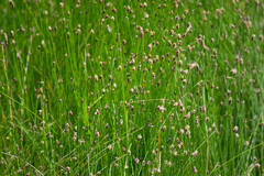 Eleocharis compressa