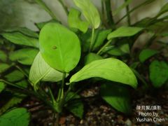 Anubias