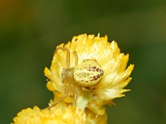 Australomisidia pilula