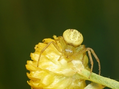 Australomisidia pilula