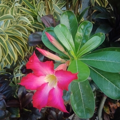 Adenium obesum