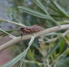 Physeema labyrinthica