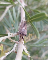 Physeema labyrinthica