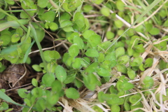 Leptostigma setulosum