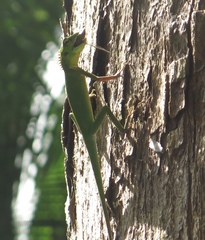 Bronchocela cristatella