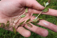 Epilobium chionanthum
