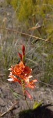 Watsonia coccinea