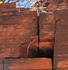 Varanus hamersleyensis