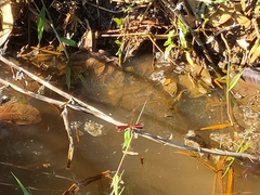 Neurothemis fluctuans