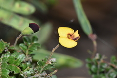 Bossiaea buxifolia