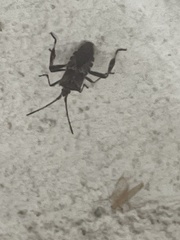 Leptoglossus occidentalis