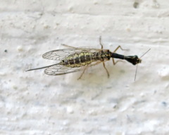 Raphidia euxina
