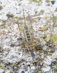 Raphidia euxina