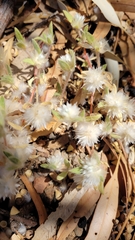 Gomphrena cunninghamii