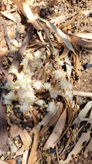 Gomphrena cunninghamii