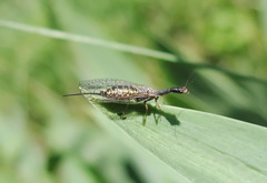 Raphidia euxina