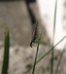 Raphidia euxina