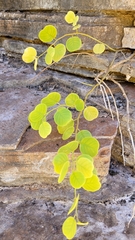 Capparis nummularia