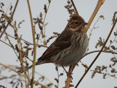 Emberiza pusilla