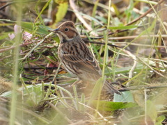 Emberiza pusilla