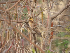 Emberiza elegans