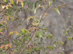 Phylloscopus inornatus