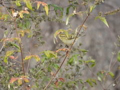 Phylloscopus inornatus