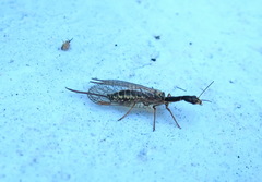 Raphidia euxina