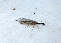 Raphidia euxina