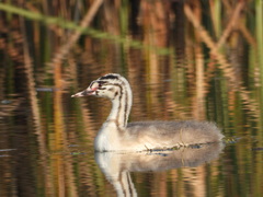 Podiceps cristatus