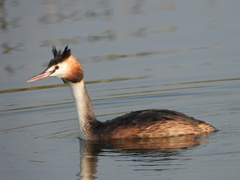 Podiceps cristatus