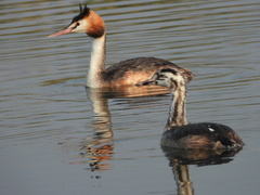 Podiceps cristatus